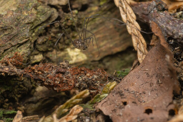 Mitostoma chrysomelas