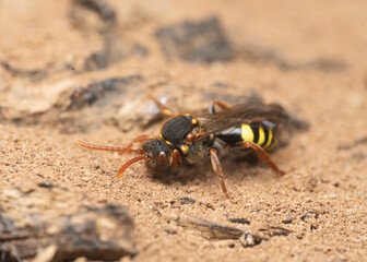 Marsham's Nomad Bee on sandy soil