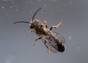 Orange-legged Furrow Bee male Halictus rubicundus