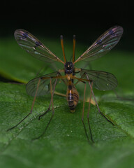 Phantom Cranefly front view