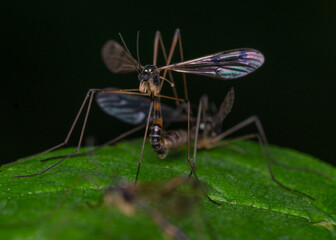 Phantom Cranefly in mating posture