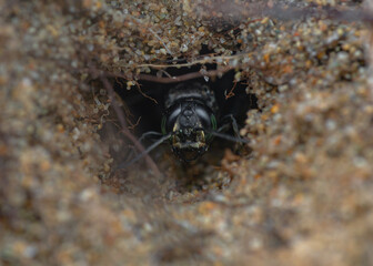 Red-banded Grasshopper Grabber peering out hole