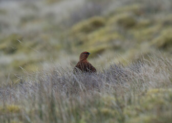Red grouse on the lookout