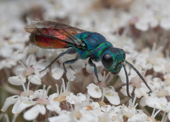 Ruby-tailed wasp on white flowers