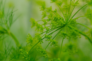 Blooming dill plants. Large inflorescences of dill on green background for poster, branding, calendar, multicolor card, banner, cover, post, website. Fresh green fennel. Natural vegetables