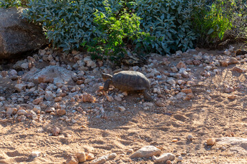 Desert tortoise, Gopherus morafkai, in the Sonoran Desert. A large reptile walking though the desert north of Tucson in the Catalina foothills along the Linda Vista hiking trail. Pima County, Arizona.