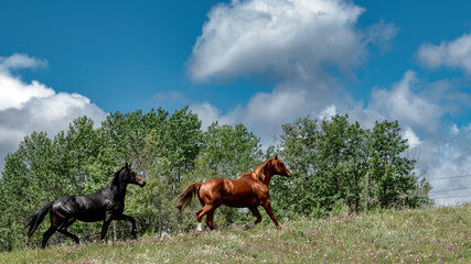Two Wild horse trotting along a ridge with mountain behind