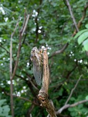 dog-day cicada, dog-day harvestfly, or heatbug (Neotibicen canicularis)
