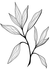 Branch with leaves. Tropical leaves isolated illustration. Drawn plant.