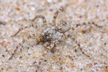 The wolf spider (Arctosa cinerea) in natural sandy habitat