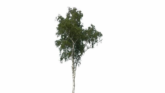 Tree Isolated White Background Wind Birch, Concept Green Screen