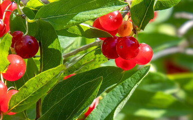 Macro closeup of green honeysuckle leaves and red honeysuckle berries in sunlight, nobody