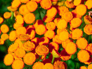 Orange tansy in close-up. Beautiful flowers