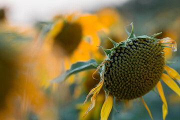 Soft focus. A beautiful field of blooming sunflowers against a background of blurred golden sunset...