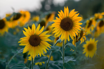 Fototapeta premium Soft focus. A beautiful field of blooming sunflowers against a background of blurred golden sunset light. Harvest of sunflower, sunflower seeds, sunflower oil.