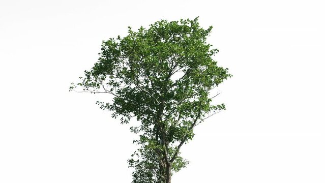 Tree Isolated White Background Wind, Concept Green Screen
