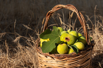 Fresh green figs and a fig leaf are in a woven basket after harvest. The basket stands in the shade on a dry meadow.