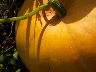 Growing large-fruited Parisian golden pumpkin. Close-up