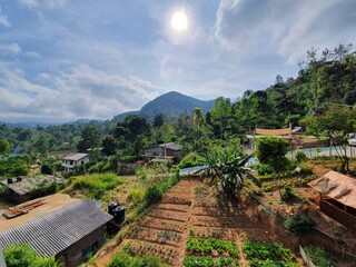 Fototapeta na wymiar Beautiful scenery in Sri Lanka - Forest and jungle