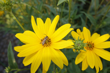 Gelbbindige Furchenbiene (Halictus scabiosae) auf Topinambur