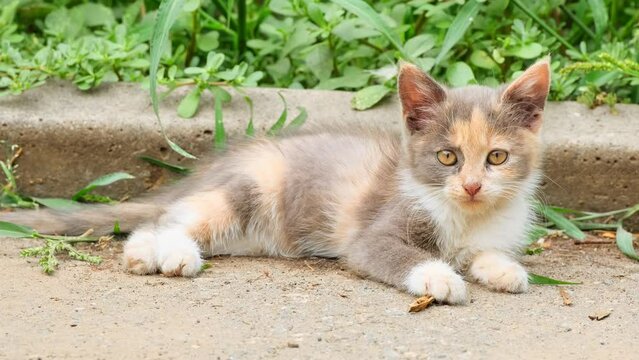 Portrait of a small tricolor kitten that sits in the green grass and looks at the camera. Cute little cat lie in summer day outdoor. Animals in nature. Colorful kitty
