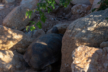 Desert tortoise, Gopherus agassizii, walking through the Sonoran Desert foraging for food and perhaps a mate. A large reptile in natural habitat. Pima County, Oro Valley, Arizona, USA.