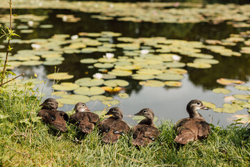 Little ducklings sit by the lake on a sunny day.