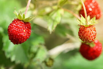 Bush of wild strawberries in the sun