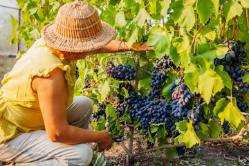 Farmer picking harvest of grapes on ecological farm. Woman cuts blue table grapes with pruner and...
