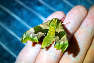 big green butterfly on the hand