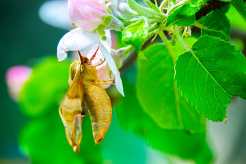 Oleander Hawk-moth or Gardenia Hawk-moth on the flower