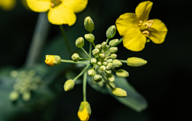 Rape plant and flowers in close-up. Cultivation of rapeseed. The plant is isolated against a dark background.