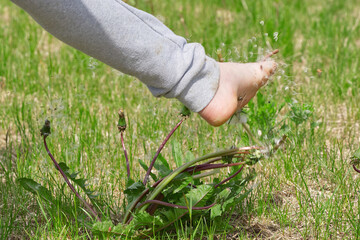 a child plays on a green field and knocks down dandelions with his foot. seeds scatter over a green field. close up