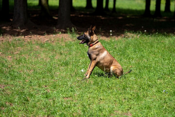 Belgian Shepherd, Malinois, for a walk in the park.