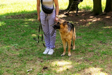 Funny German Shepherd on a walk in the forest.