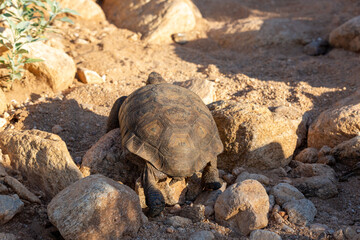 Desert tortoise, Gopherus agassizii, walking through the Sonoran Desert foraging for food and perhaps a mate. A large reptile in natural habitat. Pima County, Oro Valley, Arizona, USA.