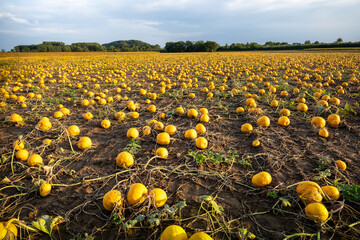 Pumpkin field with evening sun. Field with pumpkins at sunset in Bavaria Germany.