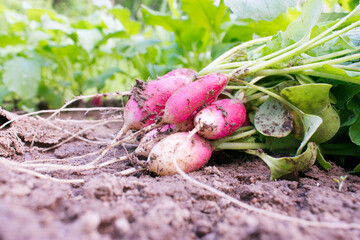 Fresh healthy juicy vegetables ready to eat. High quality photo