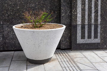 A small bush in a large cement flower pot. Design, improvement of a recreation area in an urban...