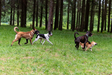 Belgian shepherd and boxer walking in the park.