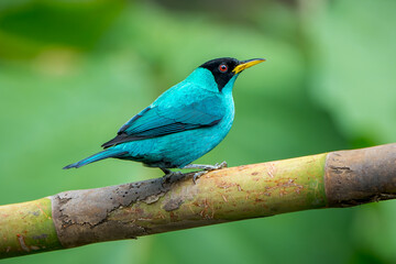 Green Honeycreeper Male (Chlorophanes spiza) on a branch