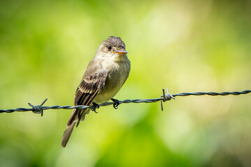 Tropical Pewee, Contopus cinereus, perched on a wire in Costa Rica