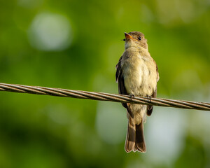 Tropical Pewee, Contopus cinereus, perched on a wire in Costa Rica