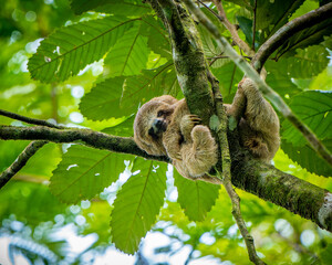 Cute baby sloth in a tree, perfect portrait of wild animal in the Rainforest of Costa Rica scratching itself, Bradypus variegatus, brown-throated three-toed sloth,