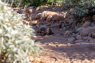 Naklejka na ściany i meble Desert tortoise, Gopherus agassizii, walking through the Sonoran Desert foraging for food and perhaps a mate. A large reptile in natural habitat. Pima County, Oro Valley, Arizona, USA.