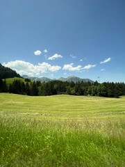 green field and blue sky