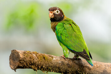 Brown-hooded parrot (Pyrilia haematotis) perched on a branch in northern Costa Rica
