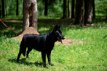 Black German Shepherd walking in the park.