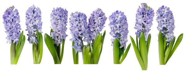 Purple hyacinth flowers with leaves isolated transparent png. Hyacinthus spring plants. Seven...