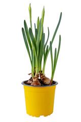 Daffodil or narcissus flower sprouts in the yellow pot. Spring bulbous plant isolated transparent png.